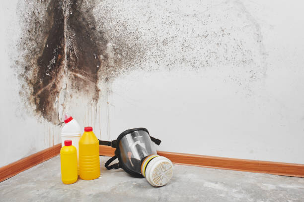 Professional Mold Removal in Ripley, WV