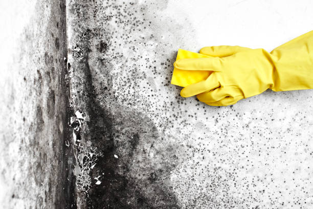 Best Commercial Mold Removal  in Ripley, WV
