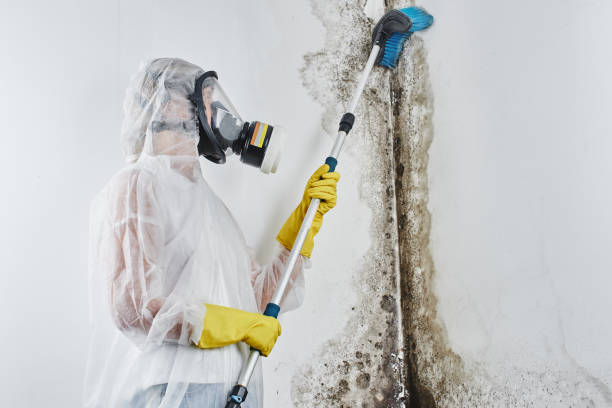 Best Emergency Mold Removal  in Ripley, WV