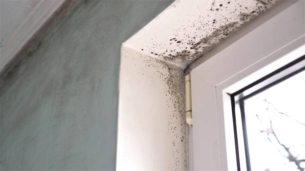 Best Mold Removal Company Near Me  in Ripley, WV