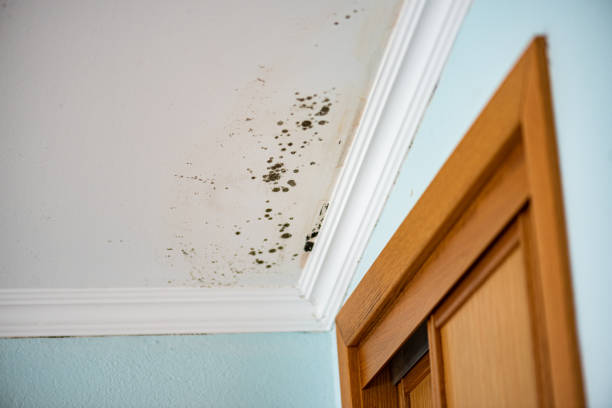 Best Mold Cleaning Services  in Ripley, WV