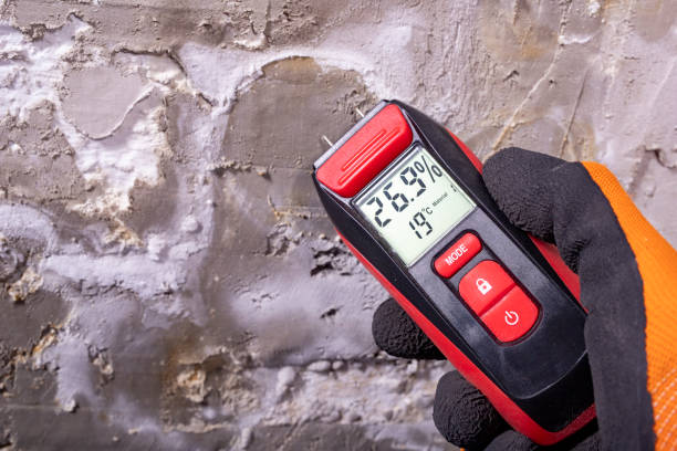 Best Best Mold Removal Companies  in Ripley, WV