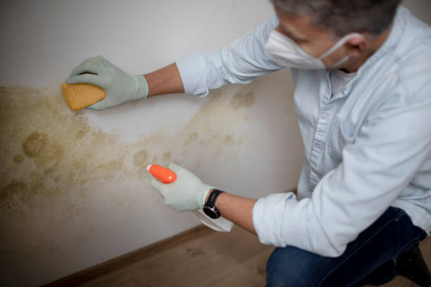 Best Certified Mold Removal  in Ripley, WV