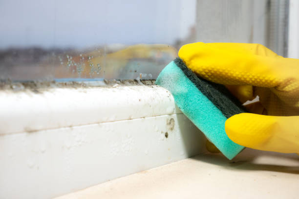 Best Fast Mold Removal  in Ripley, WV