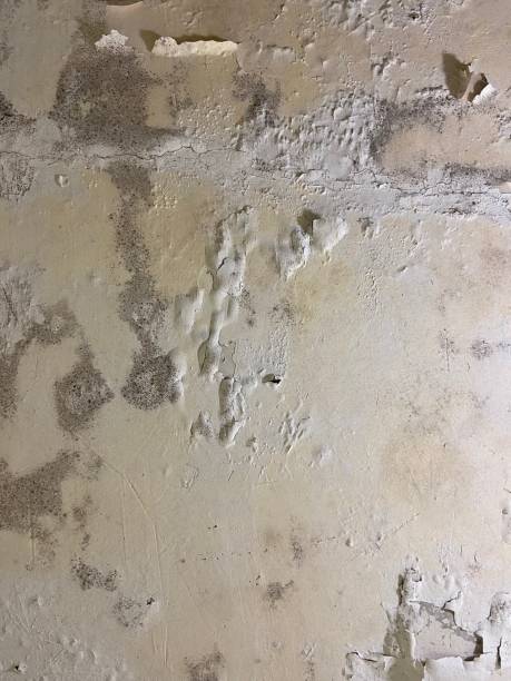 Best Crawl Space Mold Removal  in Ripley, WV