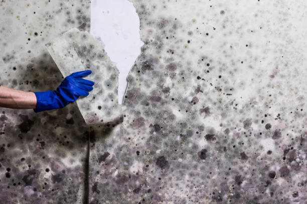 Best Toxic Mold Removal  in Ripley, WV