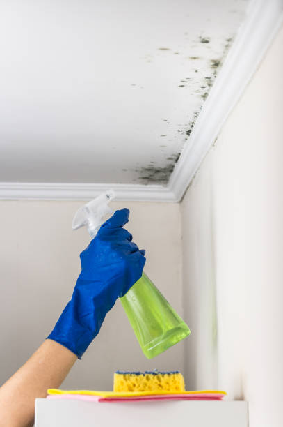 Best Residential Mold Removal  in Ripley, WV