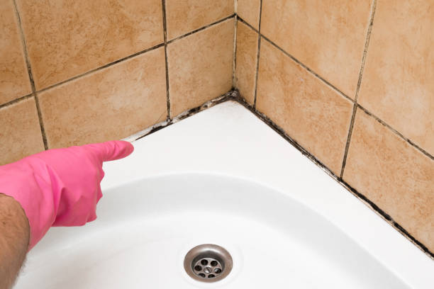Best Home Mold Removal  in Ripley, WV